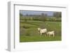 France, Burgundy, Nievre, Sardy Les Epiry. Cows in a Farmers Field-Kevin Oke-Framed Photographic Print