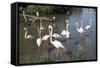 France, Camargue Park, Flamingoes, Greater Flamingo (Phoenicopterus Roseus)-Samuel Magal-Framed Stretched Canvas