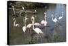 France, Camargue Park, Flamingoes, Greater Flamingo (Phoenicopterus Roseus)-Samuel Magal-Stretched Canvas