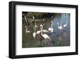 France, Camargue Park, Flamingoes, Greater Flamingo (Phoenicopterus Roseus)-Samuel Magal-Framed Photographic Print