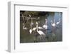 France, Camargue Park, Flamingoes, Greater Flamingo (Phoenicopterus Roseus)-Samuel Magal-Framed Photographic Print