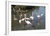 France, Camargue Park, Flamingoes, Greater Flamingo (Phoenicopterus Roseus)-Samuel Magal-Framed Photographic Print