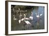 France, Camargue Park, Flamingoes, Greater Flamingo (Phoenicopterus Roseus)-Samuel Magal-Framed Photographic Print