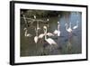 France, Camargue Park, Flamingoes, Greater Flamingo (Phoenicopterus Roseus)-Samuel Magal-Framed Photographic Print