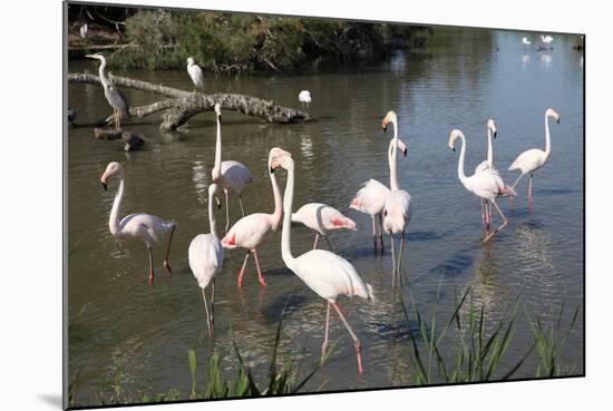 France, Camargue Park, Flamingoes, Greater Flamingo (Phoenicopterus Roseus)-Samuel Magal-Mounted Photographic Print