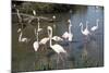 France, Camargue Park, Flamingoes, Greater Flamingo (Phoenicopterus Roseus)-Samuel Magal-Mounted Photographic Print