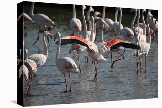France, Camargue Park (Parc Naturel Regional de Carmague), Flamingoes, Greater Flamingo-Samuel Magal-Stretched Canvas