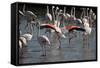 France, Camargue Park (Parc Naturel Regional de Carmague), Flamingoes, Greater Flamingo-Samuel Magal-Framed Stretched Canvas