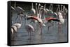 France, Camargue Park (Parc Naturel Regional de Carmague), Flamingoes, Greater Flamingo-Samuel Magal-Framed Stretched Canvas