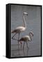 France, Camargue Park (Parc Naturel Regional de Carmague), Flamingoes, Greater Flamingo-Samuel Magal-Framed Stretched Canvas