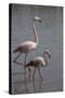 France, Camargue Park (Parc Naturel Regional de Carmague), Flamingoes, Greater Flamingo-Samuel Magal-Stretched Canvas