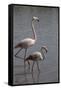 France, Camargue Park (Parc Naturel Regional de Carmague), Flamingoes, Greater Flamingo-Samuel Magal-Framed Stretched Canvas