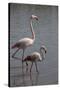 France, Camargue Park (Parc Naturel Regional de Carmague), Flamingoes, Greater Flamingo-Samuel Magal-Stretched Canvas