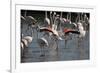 France, Camargue Park (Parc Naturel Regional de Carmague), Flamingoes, Greater Flamingo-Samuel Magal-Framed Photographic Print