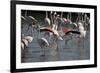 France, Camargue Park (Parc Naturel Regional de Carmague), Flamingoes, Greater Flamingo-Samuel Magal-Framed Photographic Print