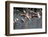 France, Camargue Park (Parc Naturel Regional de Carmague), Flamingoes, Greater Flamingo-Samuel Magal-Framed Photographic Print