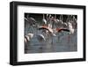 France, Camargue Park (Parc Naturel Regional de Carmague), Flamingoes, Greater Flamingo-Samuel Magal-Framed Photographic Print