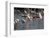 France, Camargue Park (Parc Naturel Regional de Carmague), Flamingoes, Greater Flamingo-Samuel Magal-Framed Photographic Print