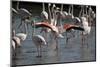 France, Camargue Park (Parc Naturel Regional de Carmague), Flamingoes, Greater Flamingo-Samuel Magal-Mounted Photographic Print