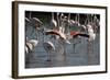 France, Camargue Park (Parc Naturel Regional de Carmague), Flamingoes, Greater Flamingo-Samuel Magal-Framed Photographic Print