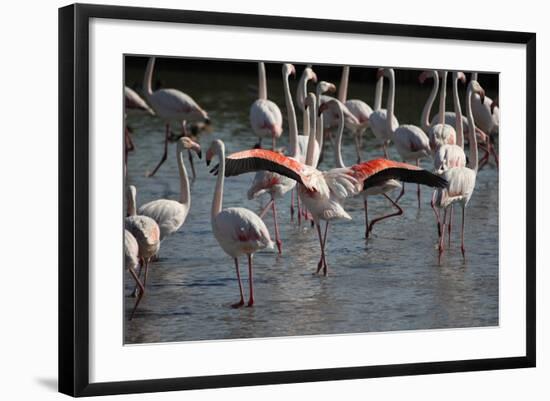 France, Camargue Park (Parc Naturel Regional de Carmague), Flamingoes, Greater Flamingo-Samuel Magal-Framed Photographic Print