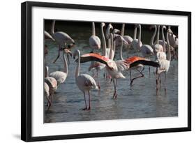 France, Camargue Park (Parc Naturel Regional de Carmague), Flamingoes, Greater Flamingo-Samuel Magal-Framed Photographic Print