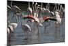 France, Camargue Park (Parc Naturel Regional de Carmague), Flamingoes, Greater Flamingo-Samuel Magal-Mounted Photographic Print