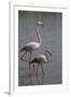 France, Camargue Park (Parc Naturel Regional de Carmague), Flamingoes, Greater Flamingo-Samuel Magal-Framed Photographic Print