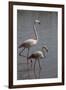 France, Camargue Park (Parc Naturel Regional de Carmague), Flamingoes, Greater Flamingo-Samuel Magal-Framed Photographic Print