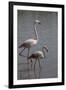 France, Camargue Park (Parc Naturel Regional de Carmague), Flamingoes, Greater Flamingo-Samuel Magal-Framed Photographic Print