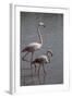 France, Camargue Park (Parc Naturel Regional de Carmague), Flamingoes, Greater Flamingo-Samuel Magal-Framed Photographic Print