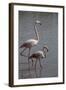 France, Camargue Park (Parc Naturel Regional de Carmague), Flamingoes, Greater Flamingo-Samuel Magal-Framed Photographic Print
