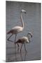 France, Camargue Park (Parc Naturel Regional de Carmague), Flamingoes, Greater Flamingo-Samuel Magal-Mounted Photographic Print