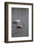 France, Camargue Park (Parc Naturel Regional de Carmague), Flamingoes, Greater Flamingo-Samuel Magal-Framed Photographic Print