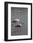 France, Camargue Park (Parc Naturel Regional de Carmague), Flamingoes, Greater Flamingo-Samuel Magal-Framed Photographic Print