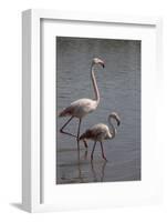 France, Camargue Park (Parc Naturel Regional de Carmague), Flamingoes, Greater Flamingo-Samuel Magal-Framed Photographic Print