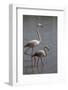 France, Camargue Park (Parc Naturel Regional de Carmague), Flamingoes, Greater Flamingo-Samuel Magal-Framed Photographic Print