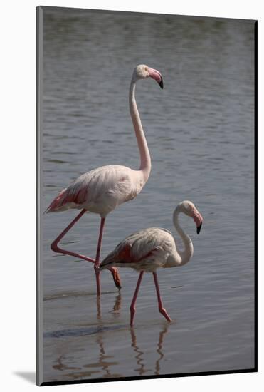 France, Camargue Park (Parc Naturel Regional de Carmague), Flamingoes, Greater Flamingo-Samuel Magal-Mounted Photographic Print