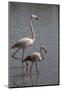 France, Camargue Park (Parc Naturel Regional de Carmague), Flamingoes, Greater Flamingo-Samuel Magal-Mounted Photographic Print