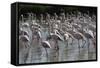 France, Camargue Park (Parc Naturel Regional de Carmague), Greater Flamingo (Phoenicopterus Roseus)-Samuel Magal-Framed Stretched Canvas