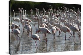 France, Camargue Park (Parc Naturel Regional de Carmague), Greater Flamingo (Phoenicopterus Roseus)-Samuel Magal-Stretched Canvas