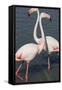 France, Camargue Park (Parc Naturel Regional de Carmague), Greater Flamingo (Phoenicopterus Roseus)-Samuel Magal-Framed Stretched Canvas