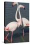 France, Camargue Park (Parc Naturel Regional de Carmague), Greater Flamingo (Phoenicopterus Roseus)-Samuel Magal-Stretched Canvas