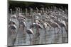 France, Camargue Park (Parc Naturel Regional de Carmague), Greater Flamingo (Phoenicopterus Roseus)-Samuel Magal-Mounted Photographic Print