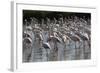 France, Camargue Park (Parc Naturel Regional de Carmague), Greater Flamingo (Phoenicopterus Roseus)-Samuel Magal-Framed Photographic Print