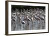 France, Camargue Park (Parc Naturel Regional de Carmague), Greater Flamingo (Phoenicopterus Roseus)-Samuel Magal-Framed Photographic Print