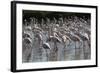 France, Camargue Park (Parc Naturel Regional de Carmague), Greater Flamingo (Phoenicopterus Roseus)-Samuel Magal-Framed Photographic Print