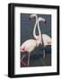 France, Camargue Park (Parc Naturel Regional de Carmague), Greater Flamingo (Phoenicopterus Roseus)-Samuel Magal-Framed Photographic Print