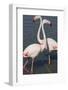 France, Camargue Park (Parc Naturel Regional de Carmague), Greater Flamingo (Phoenicopterus Roseus)-Samuel Magal-Framed Photographic Print