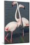 France, Camargue Park (Parc Naturel Regional de Carmague), Greater Flamingo (Phoenicopterus Roseus)-Samuel Magal-Mounted Photographic Print